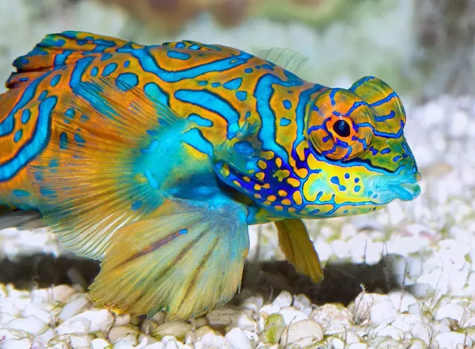 Imagem do Peixe-Mandarim